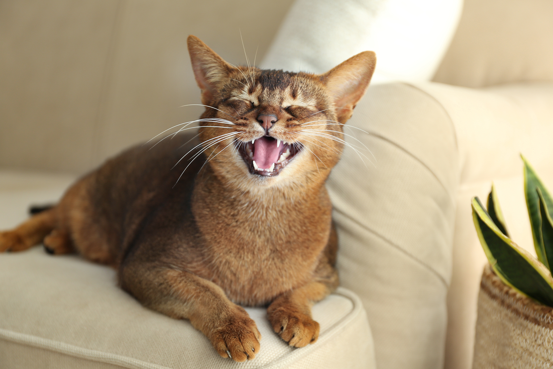 Cat Peeing Outside the Litter Box | Veterinary Care in Akron