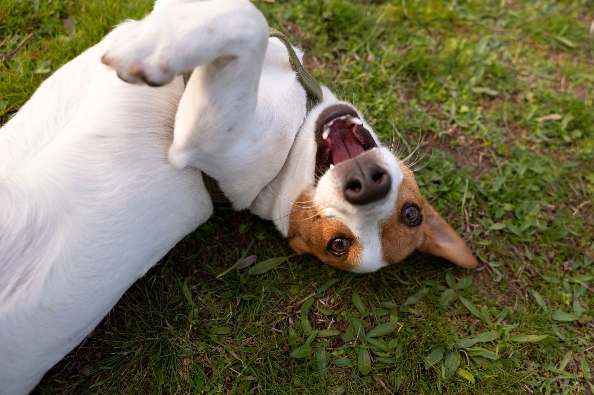 Dog Noisy Breathing | Airway Evaluation in Akron