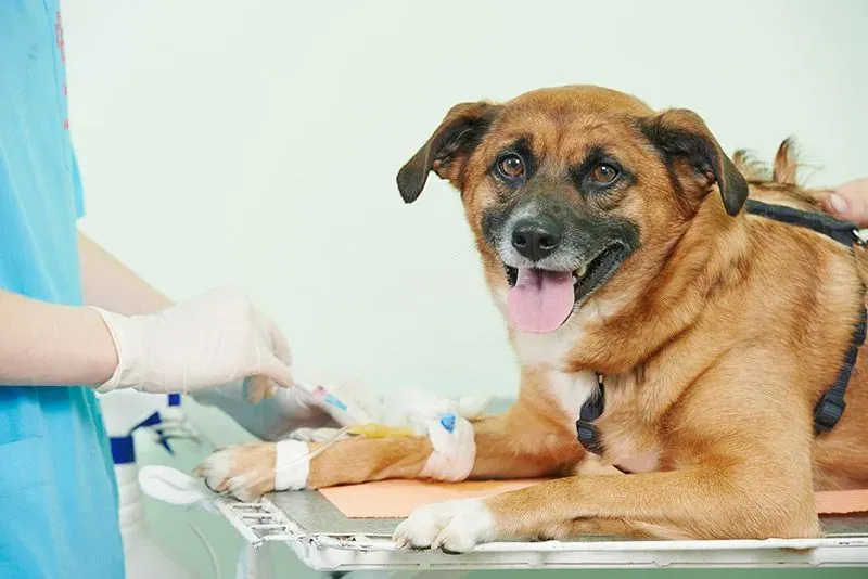 Dog on a vet table with an IV, receiving treatment. Brown fur, white gloves in a medical setting.