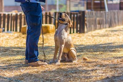 ATP ADIESTRAMIENTO CANINO