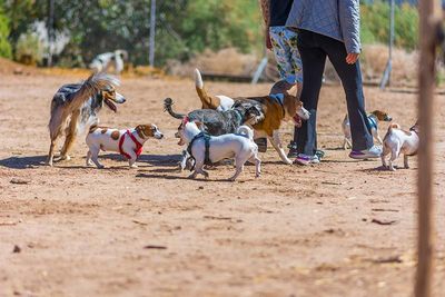 ATP ADIESTRAMIENTO CANINO