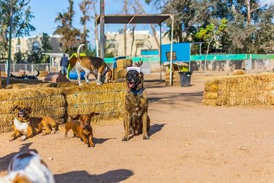 ATP ADIESTRAMIENTO CANINO