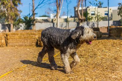ATP ADIESTRAMIENTO CANINO