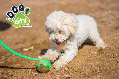 ATP ADIESTRAMIENTO CANINO