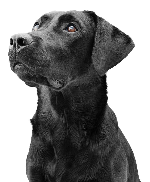 ATP ADIESTRAMIENTO CANINO