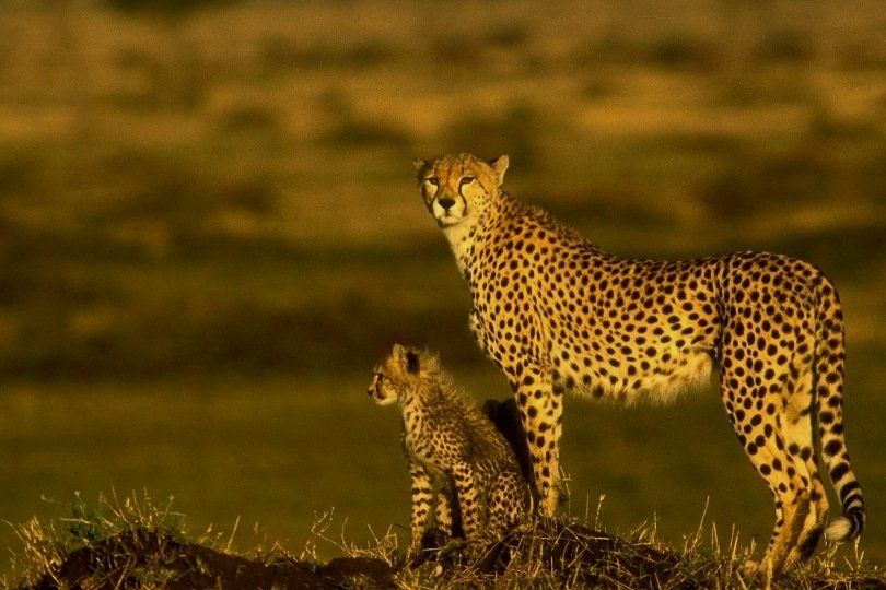 en gepard og hendes unge står ved siden af ​​hinanden i græsset.