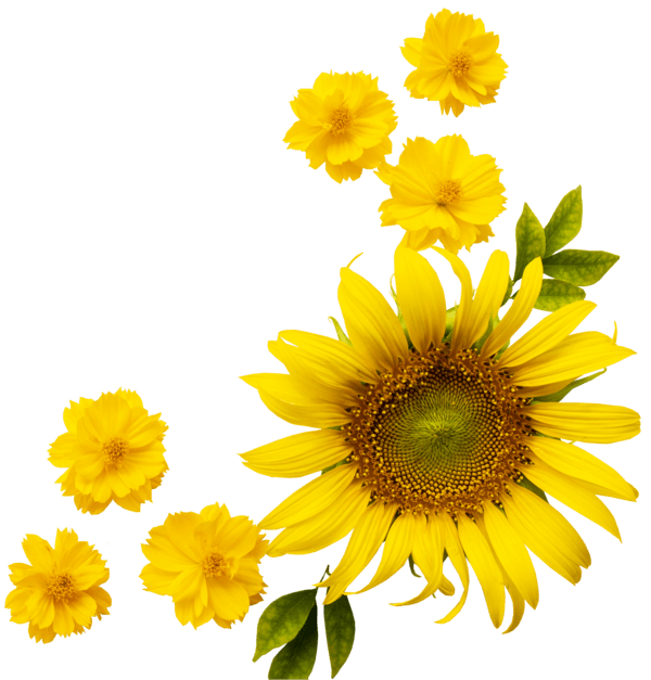 Yellow sunflower with smaller yellow flowers and green leaves on a white background