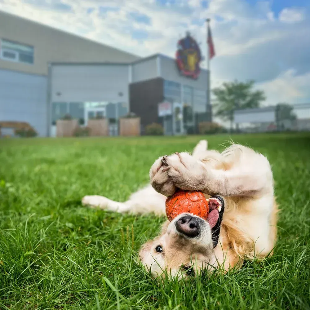 Golden retriever lies on its back in grass, playing with an orange ball. Building with a flag in the background.