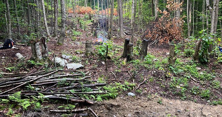 Trees Cutting