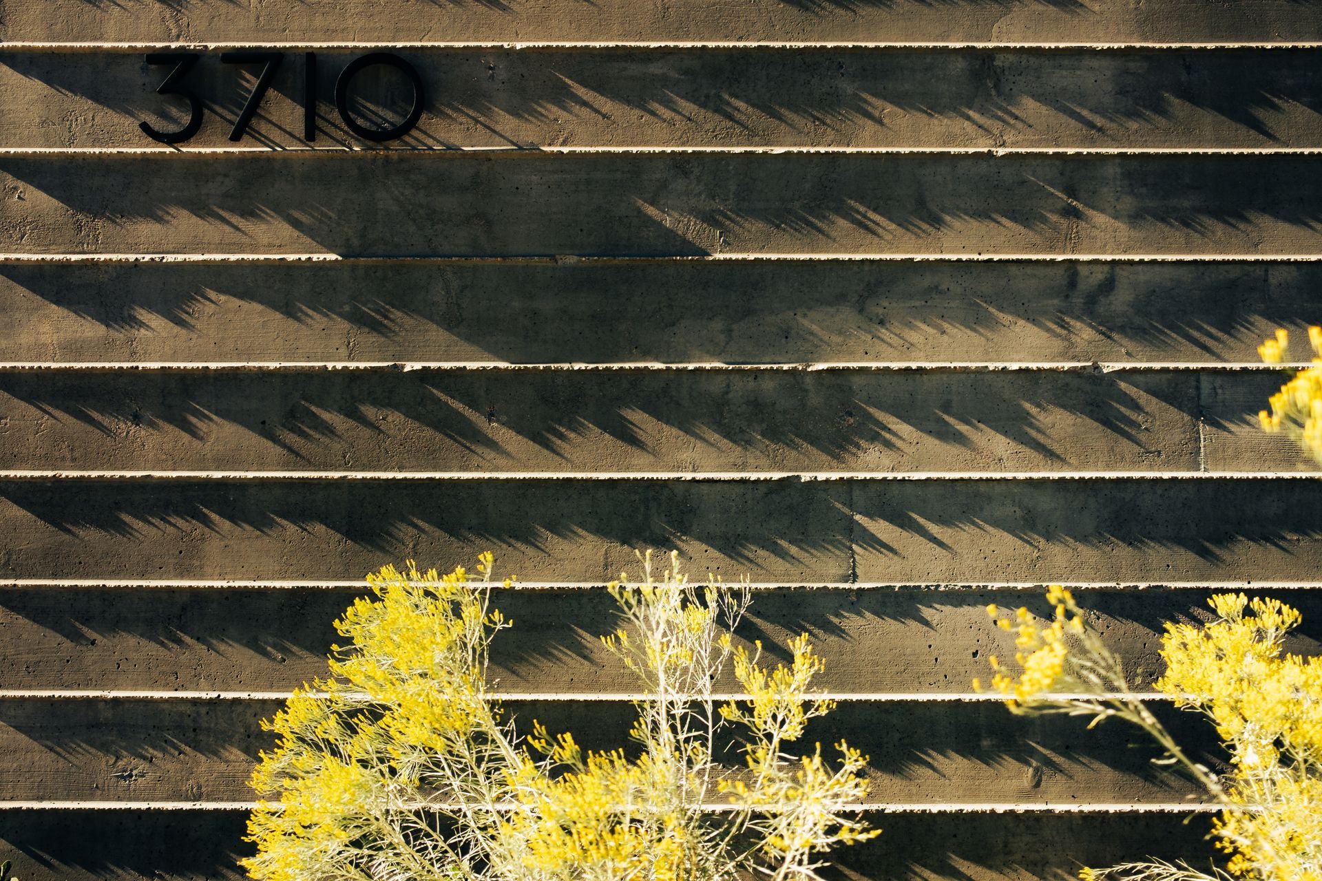 A concrete wall with horizontal indentations and the number 3710, featuring long shadows cast by yellow flowering bushes.