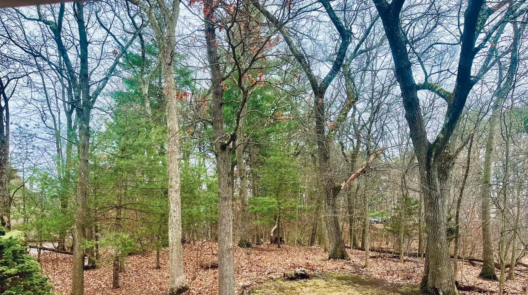 A cluster of trees with mottled bark stands in a forest area with a ground covered in brown, fallen leaves.