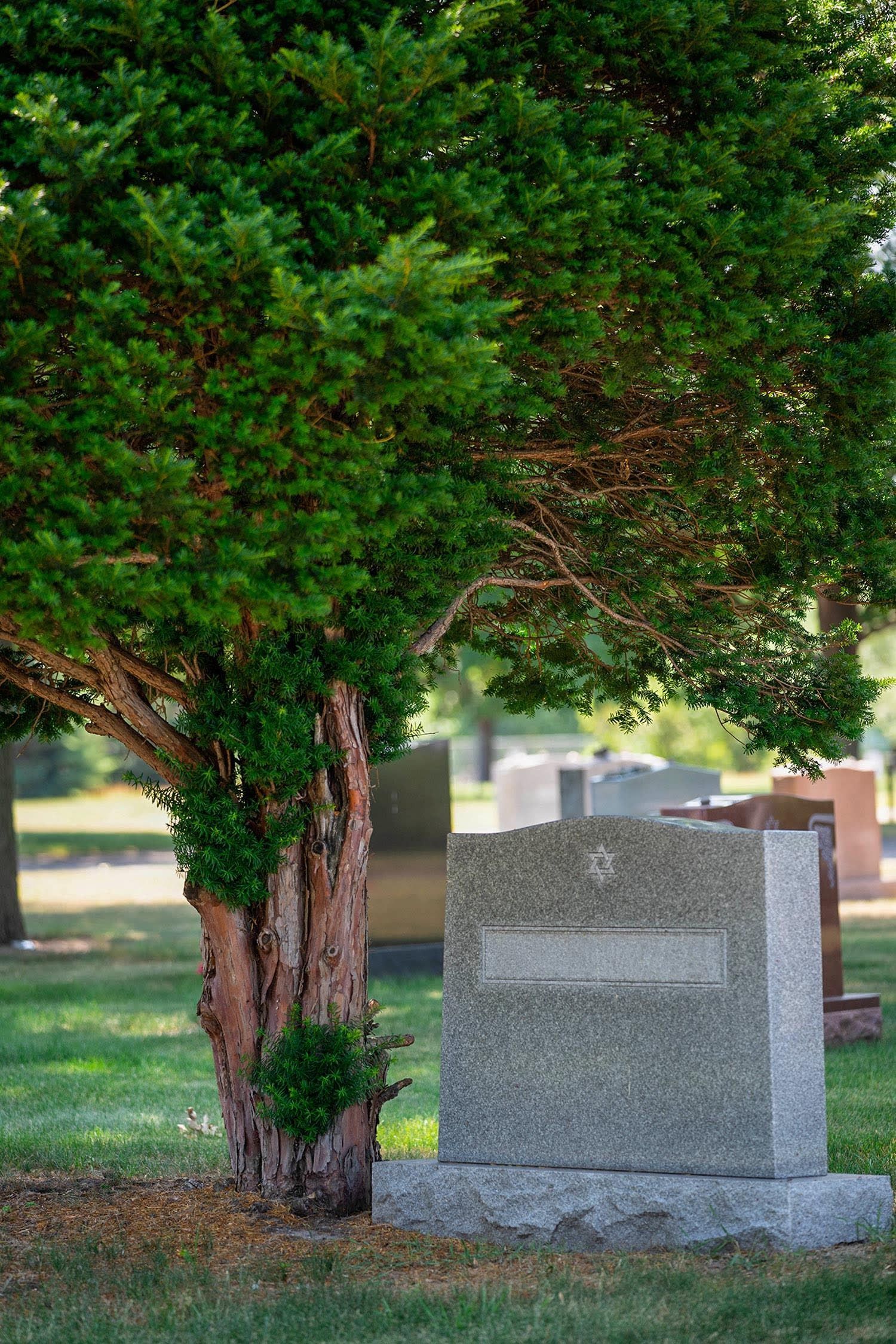 Tree next to a gray granite headstone in a cemetery