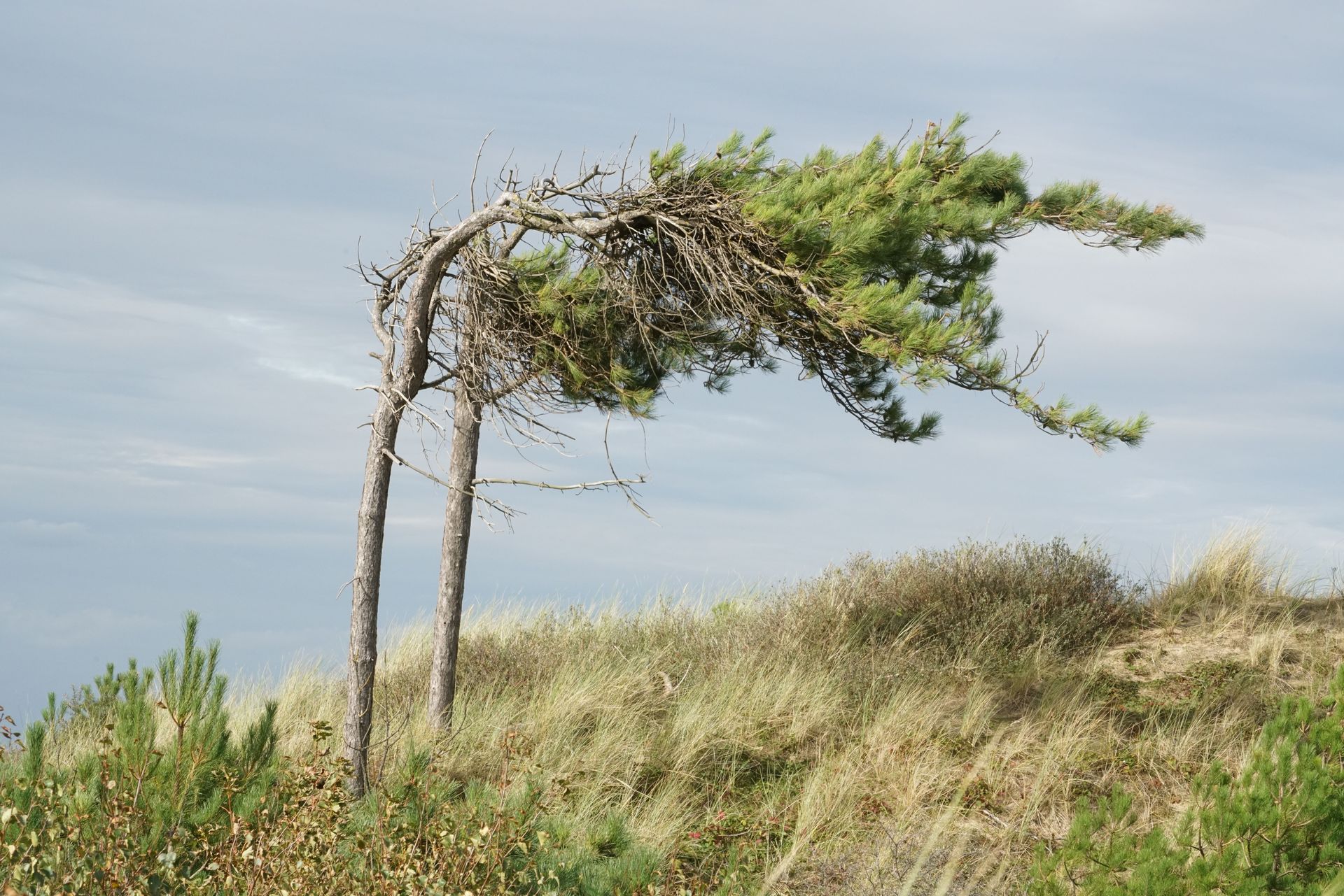 Wind-bent tree on a grassy dune under a cloudy sky
