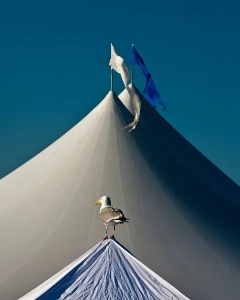 A seagull stands atop the peak of a white tent against a clear blue sky, with flags waving in the background.