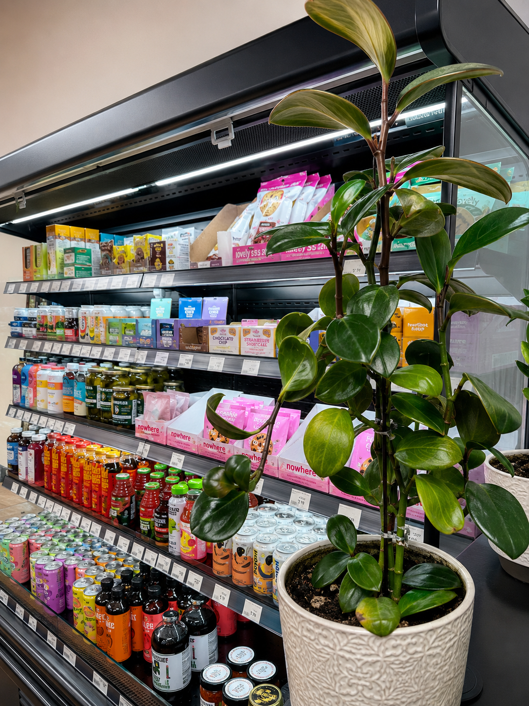 Store shelf with colorful packaged snacks and drinks beside a potted plant in a retail aisle