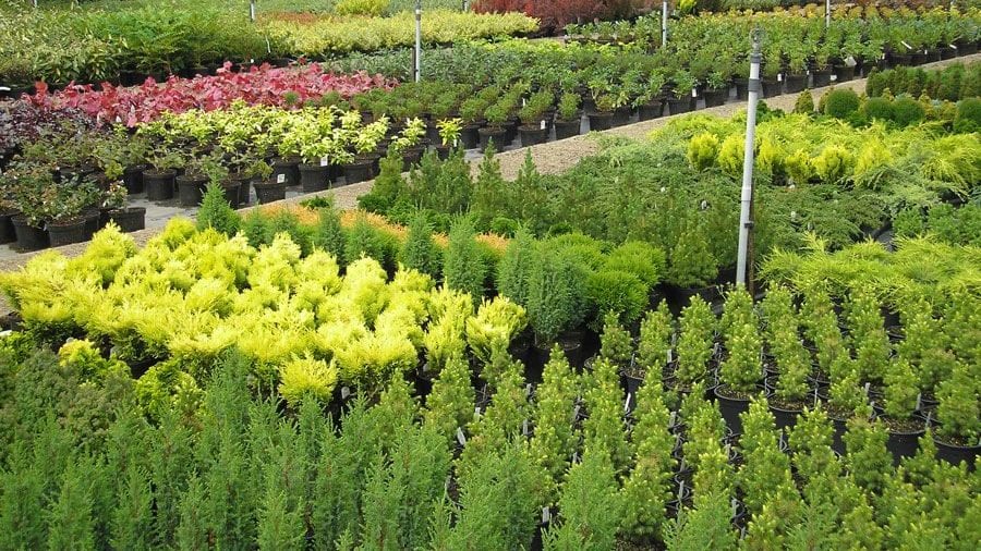 The Barn Garden