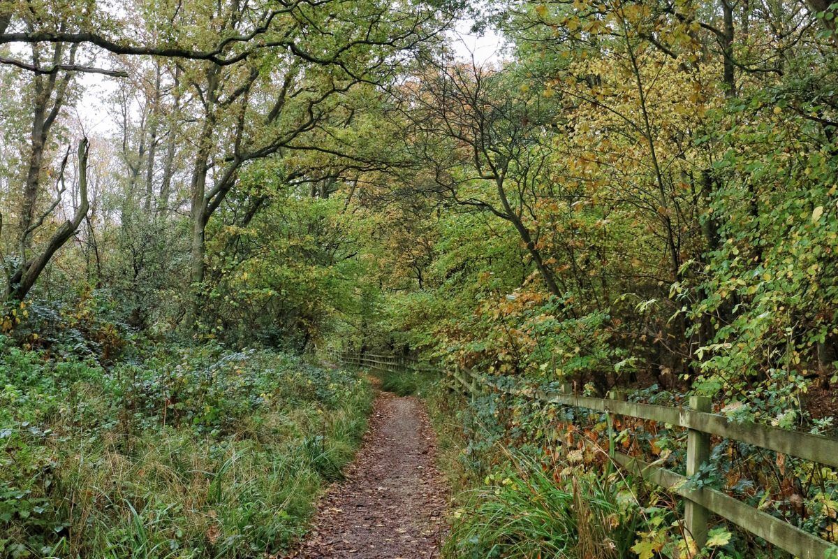 Fermyn Woods