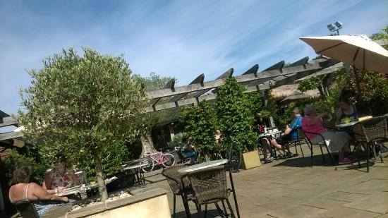Olive Grove