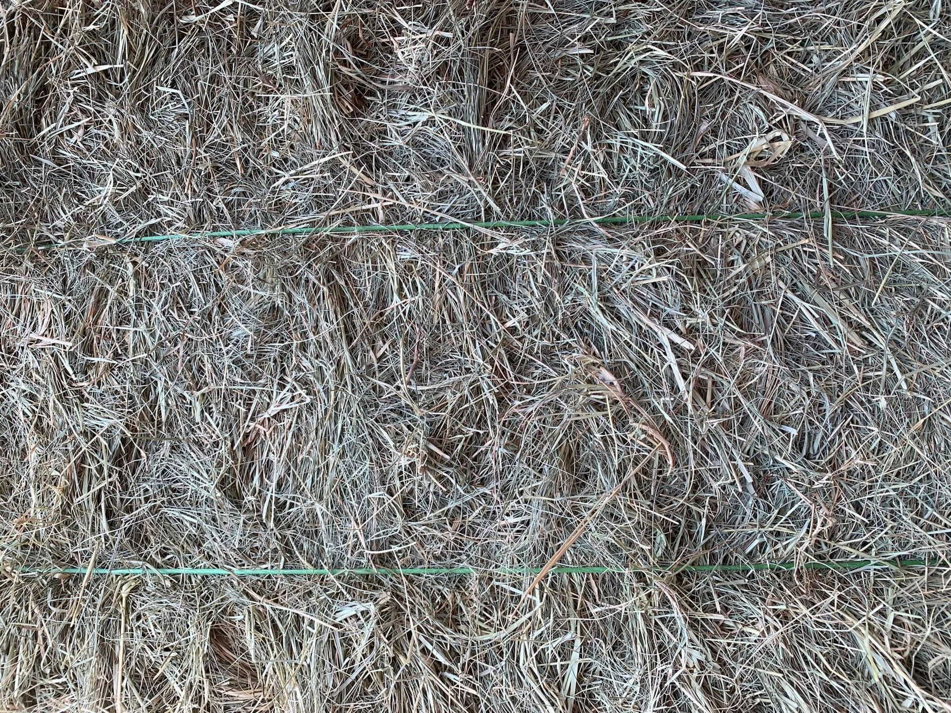 Close-up of dry grass and twigs with two thin green strands crossing horizontally.