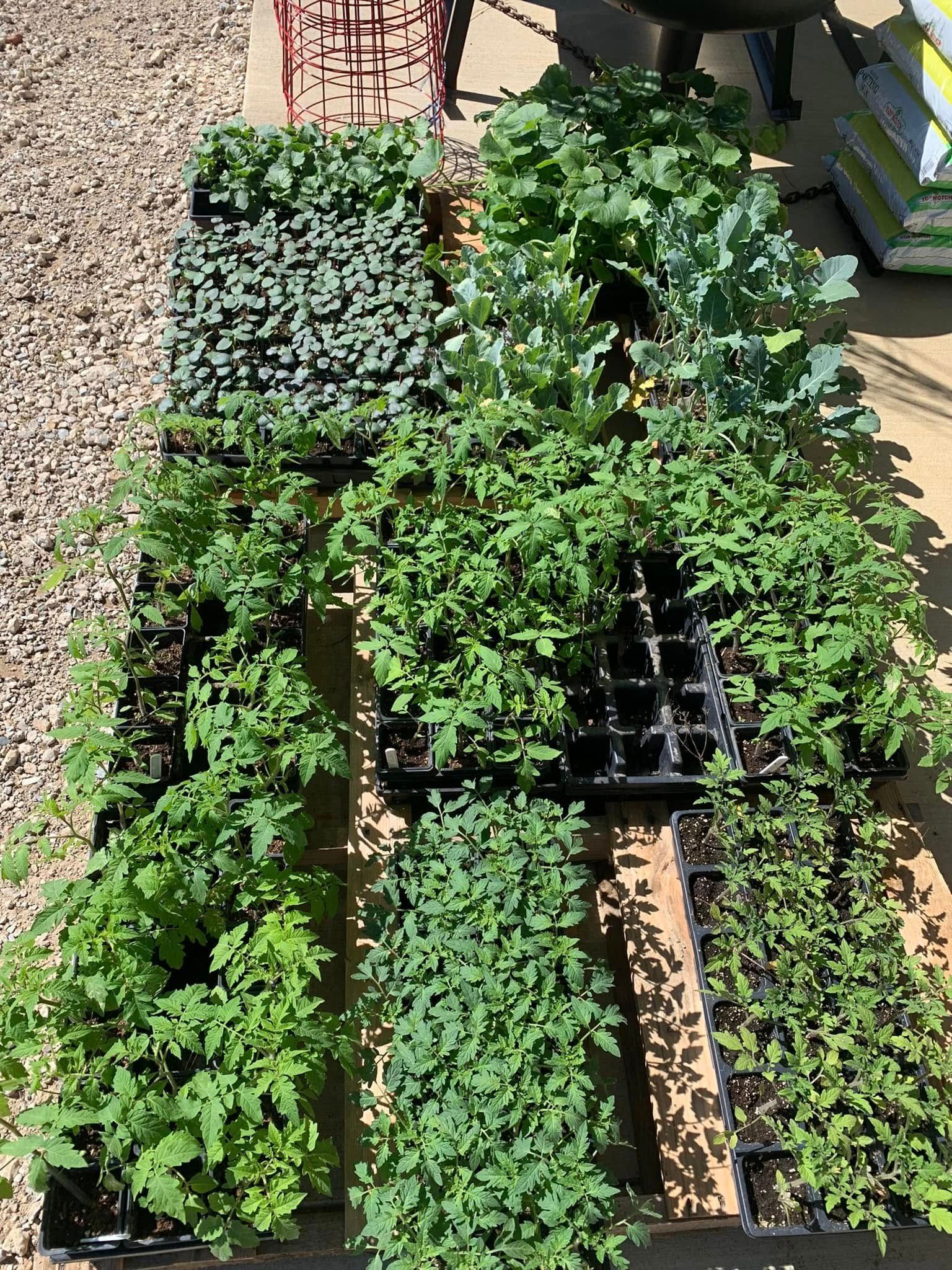 Rows of green seedlings and leafy plants growing in black trays outdoors on gravel.