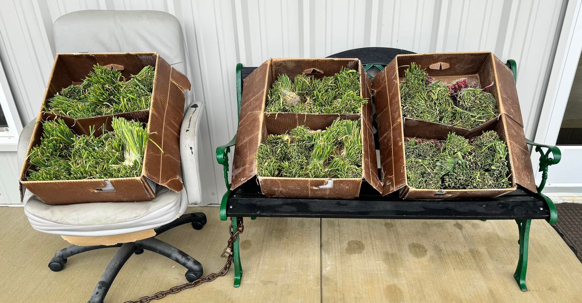 Three raised garden beds with seedlings indoors, one on a chair and two on a black stand.