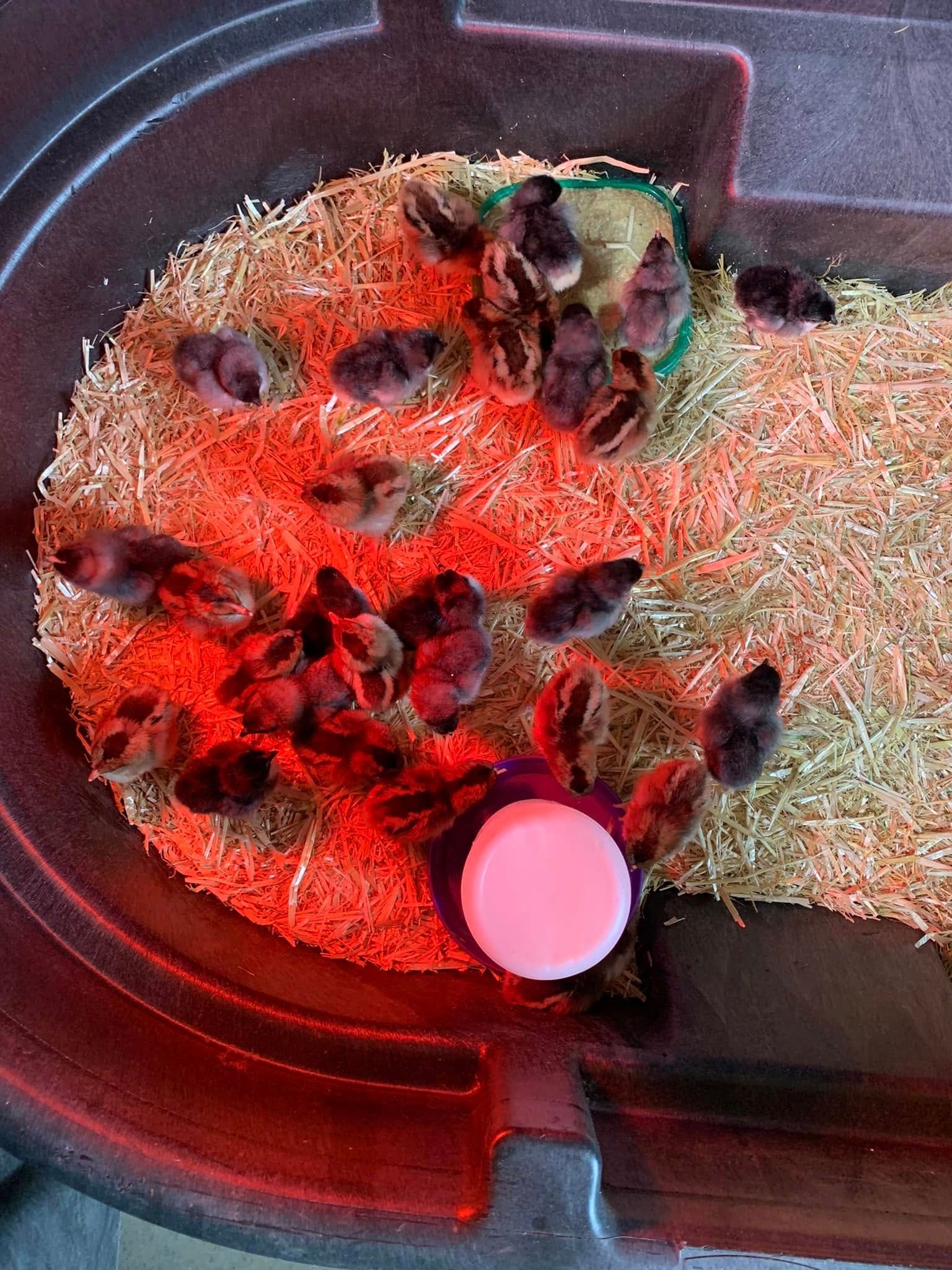 Red-lit petri dish with clusters of dark, fuzzy growth on a white cotton swab and pink cap.