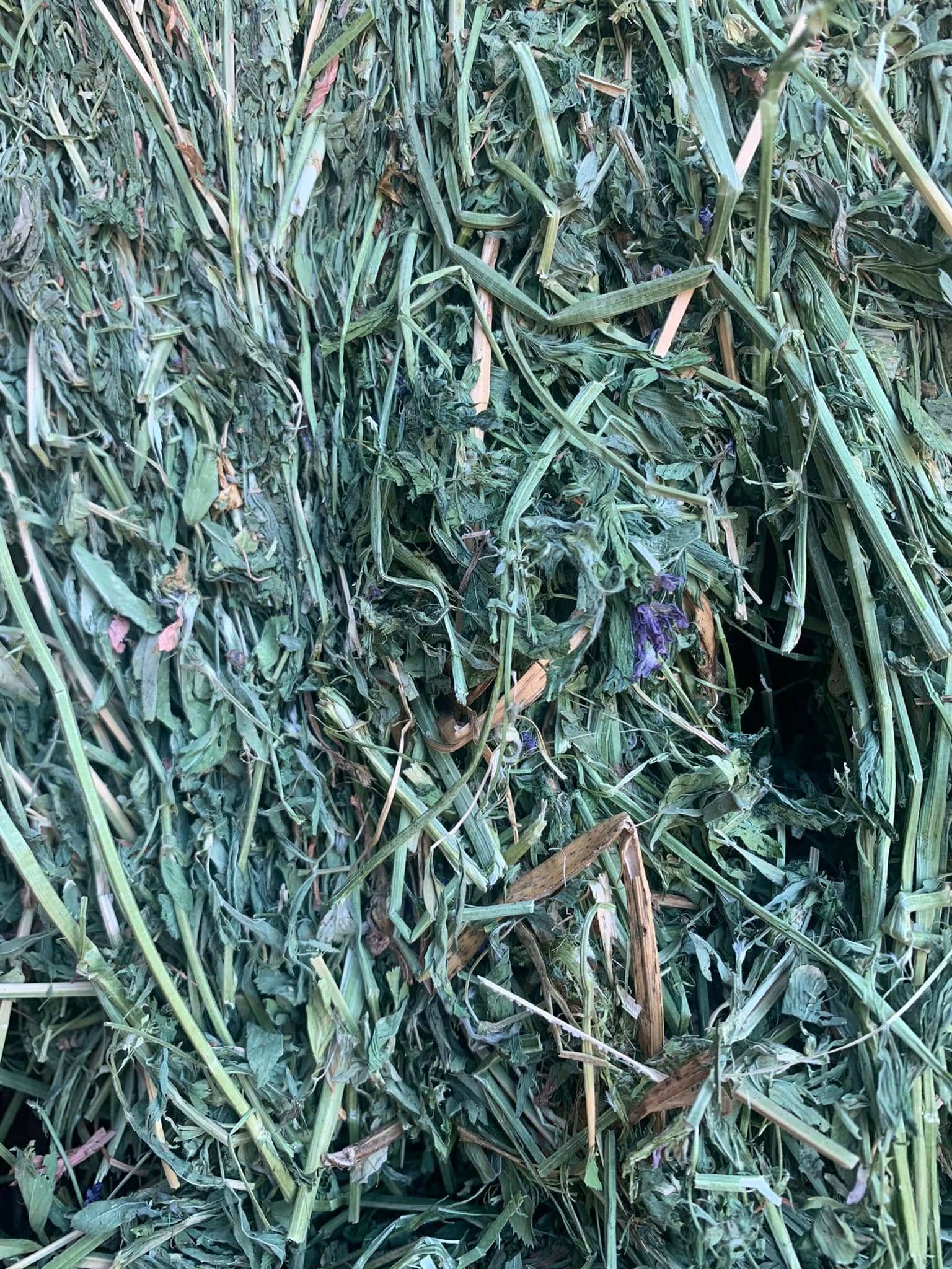 Close-up of chopped green grass or hay with a few brown stems scattered throughout