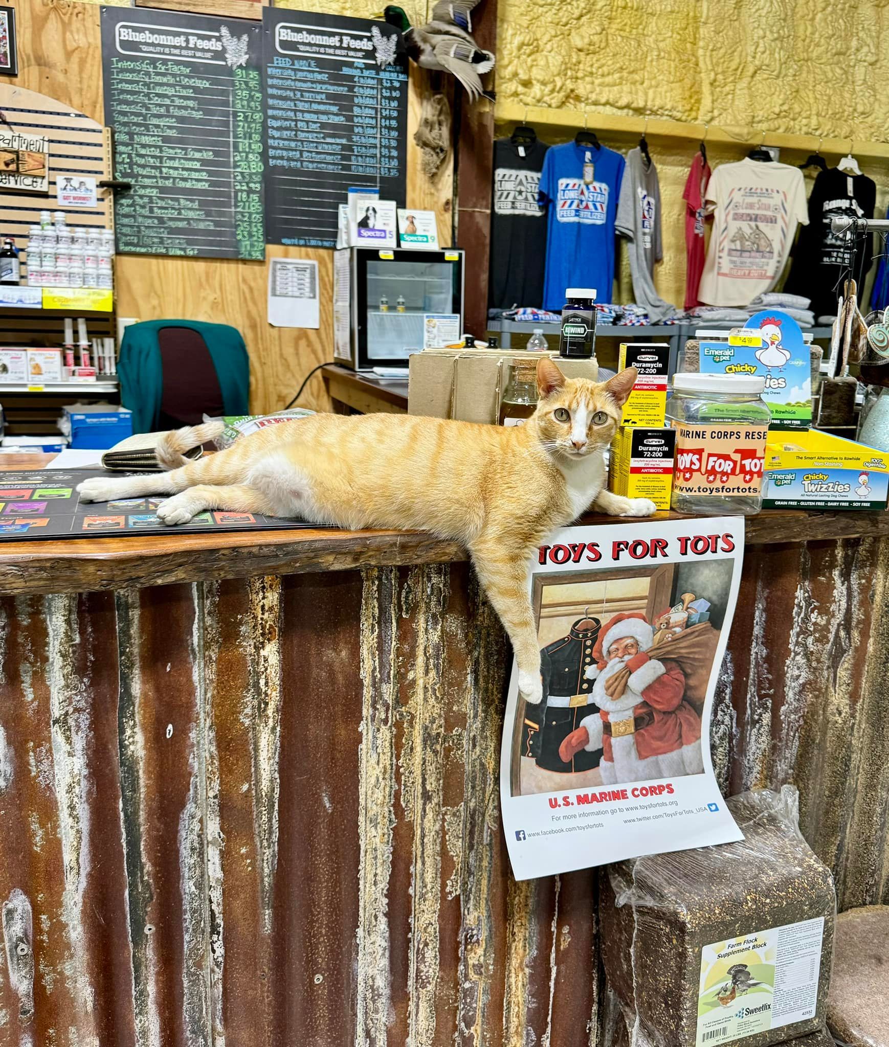 Orange cat sprawled on a rustic counter in a pet shop, with a colorful fundraiser poster hanging below.