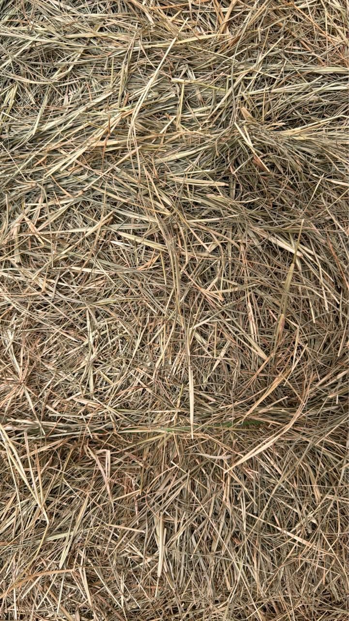 Close-up of dry straw or hay scattered on the ground.