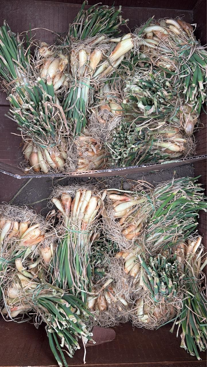 Two stacked boxes filled with bunches of fresh green plants with pale bulbs and roots