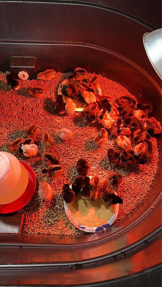Small birds in a red-lit enclosure with food and water bowls on the floor.