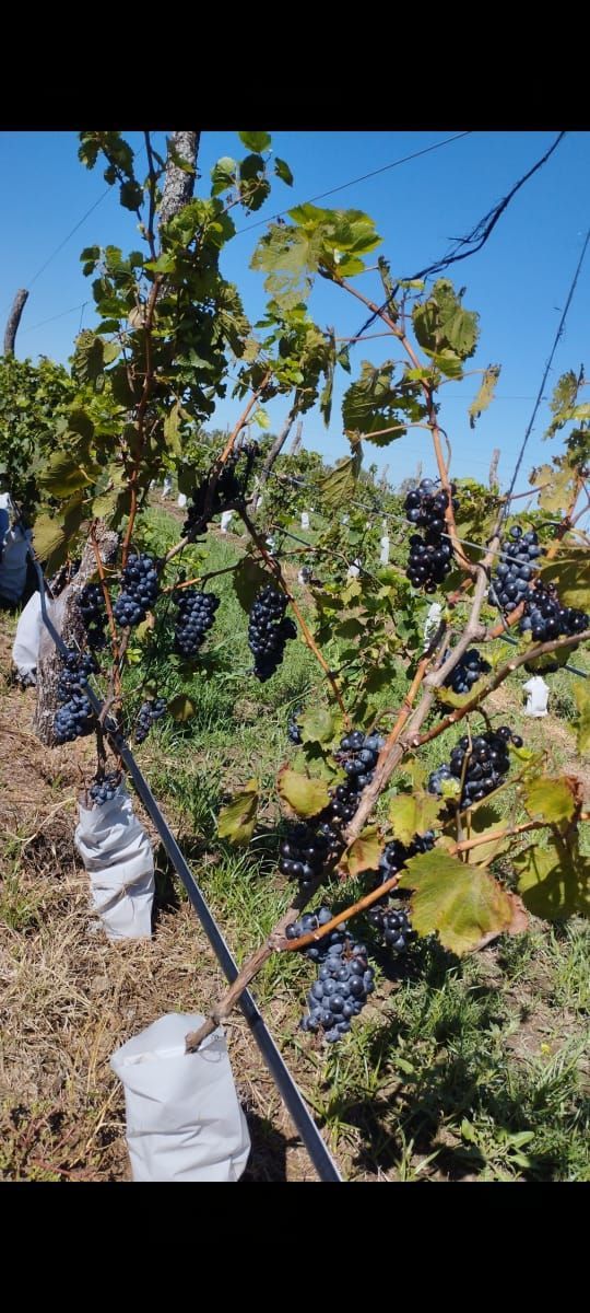 Vides con uvas maduras de color morado oscuro, hojas verdes y un cielo azul claro.
