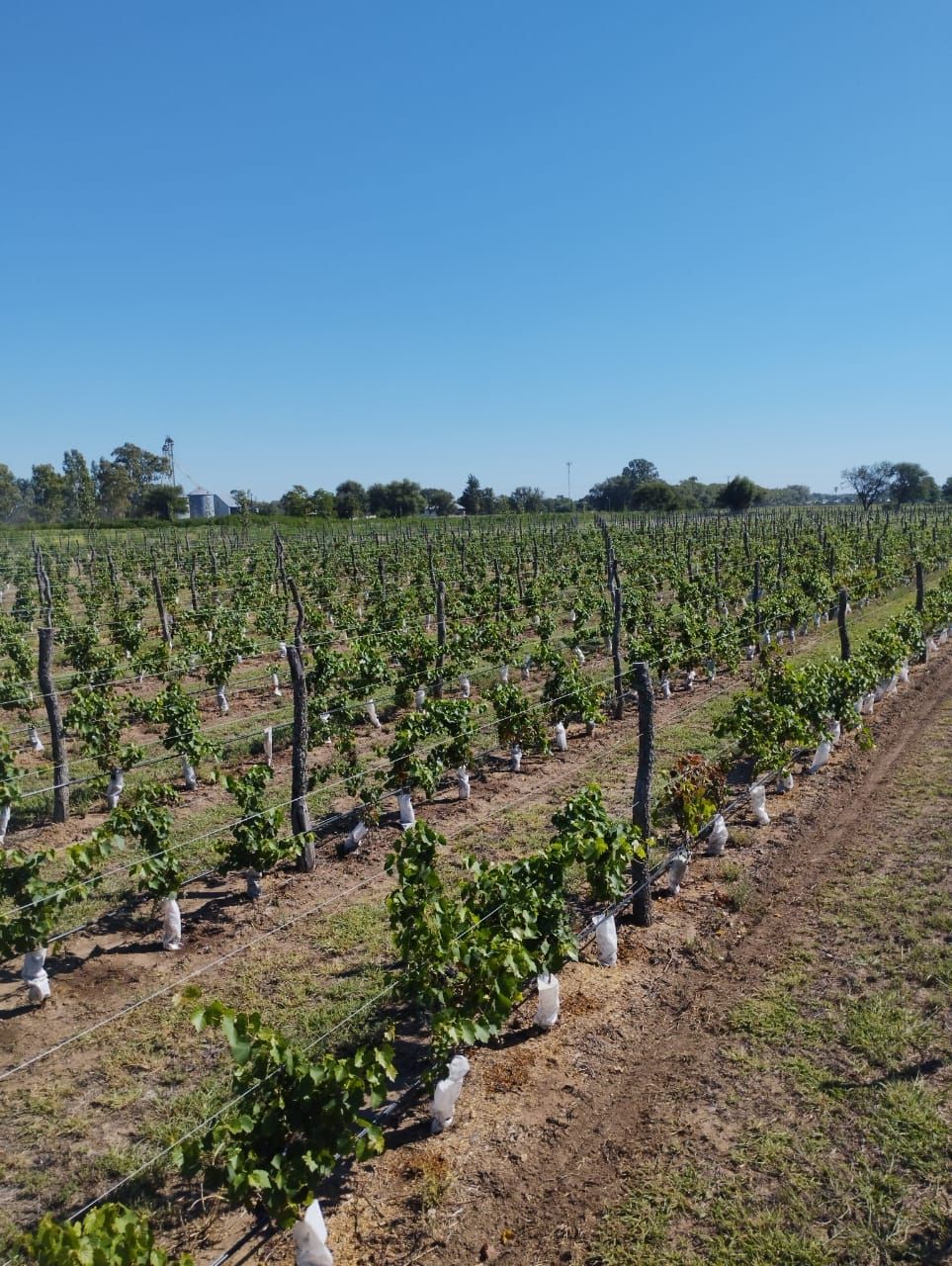 Viñedo con hileras de vides jóvenes que crecen en un campo bajo un cielo azul claro.