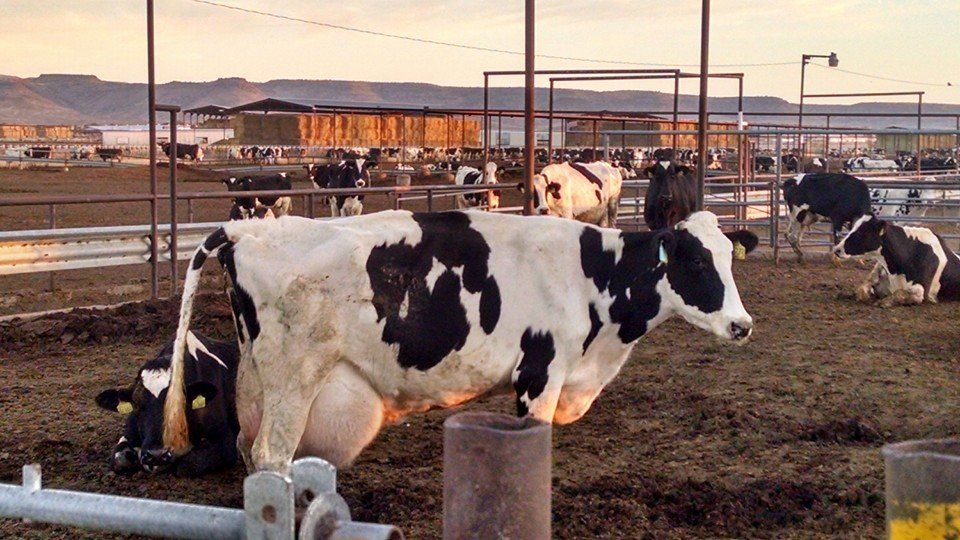hoof chutes
