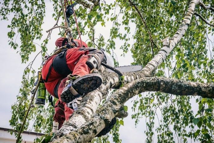 An image of Tree Service Company in Lower Macungie, Pennsylvania