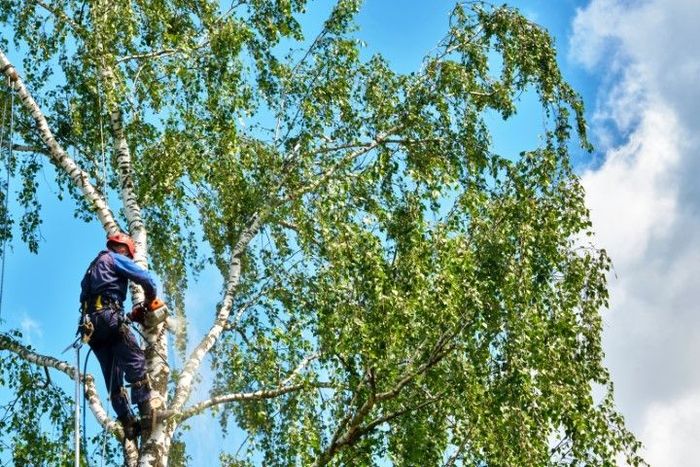 An image of Tree Services in Lower Macungie, Pennsylvania