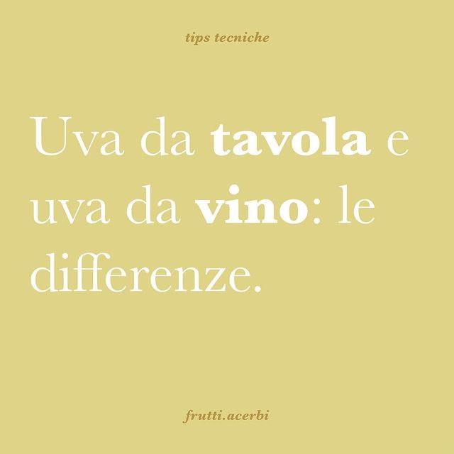 differenze uva da tavola e uva da vino