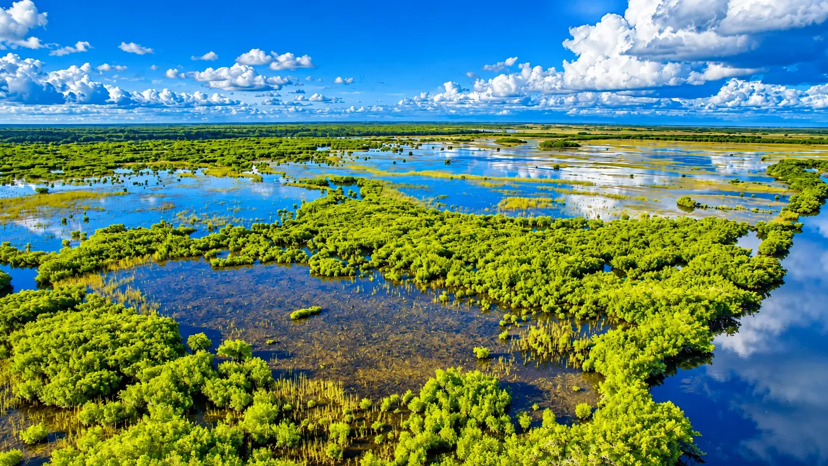 Everglades tours from Miami across the Florida wetlands and waterways