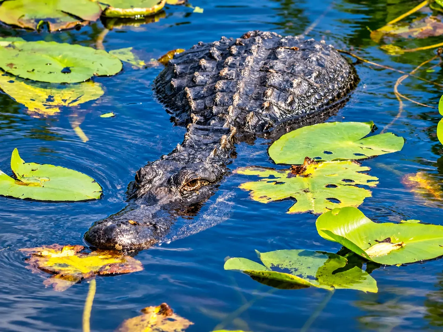 Miami tour to the Florida Everglades with an American alligator swimming among lily pads