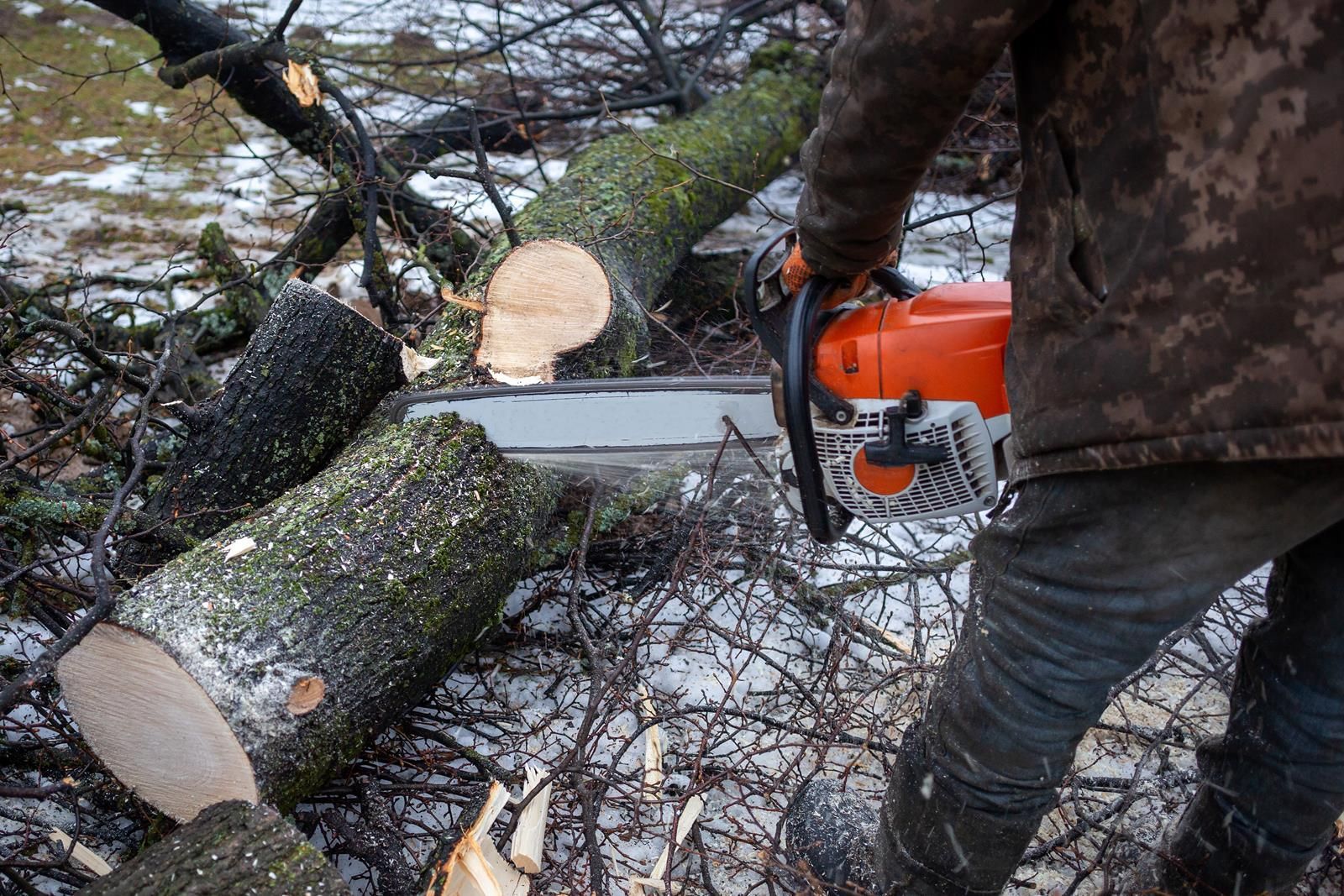 An image of Tree Removal Services in Casa Grande AZ