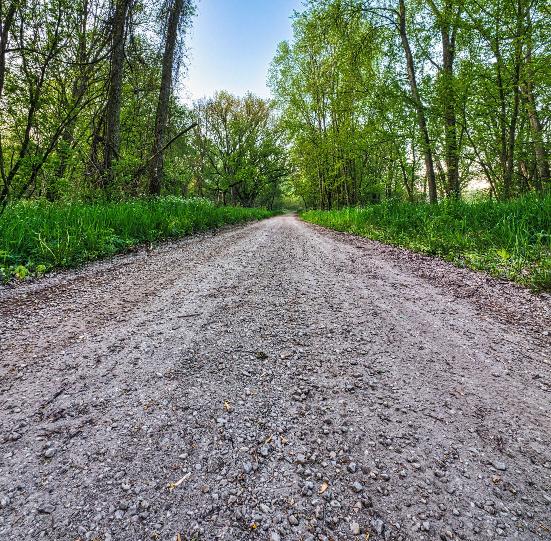 Gravel road through a green forest under a bright sky
