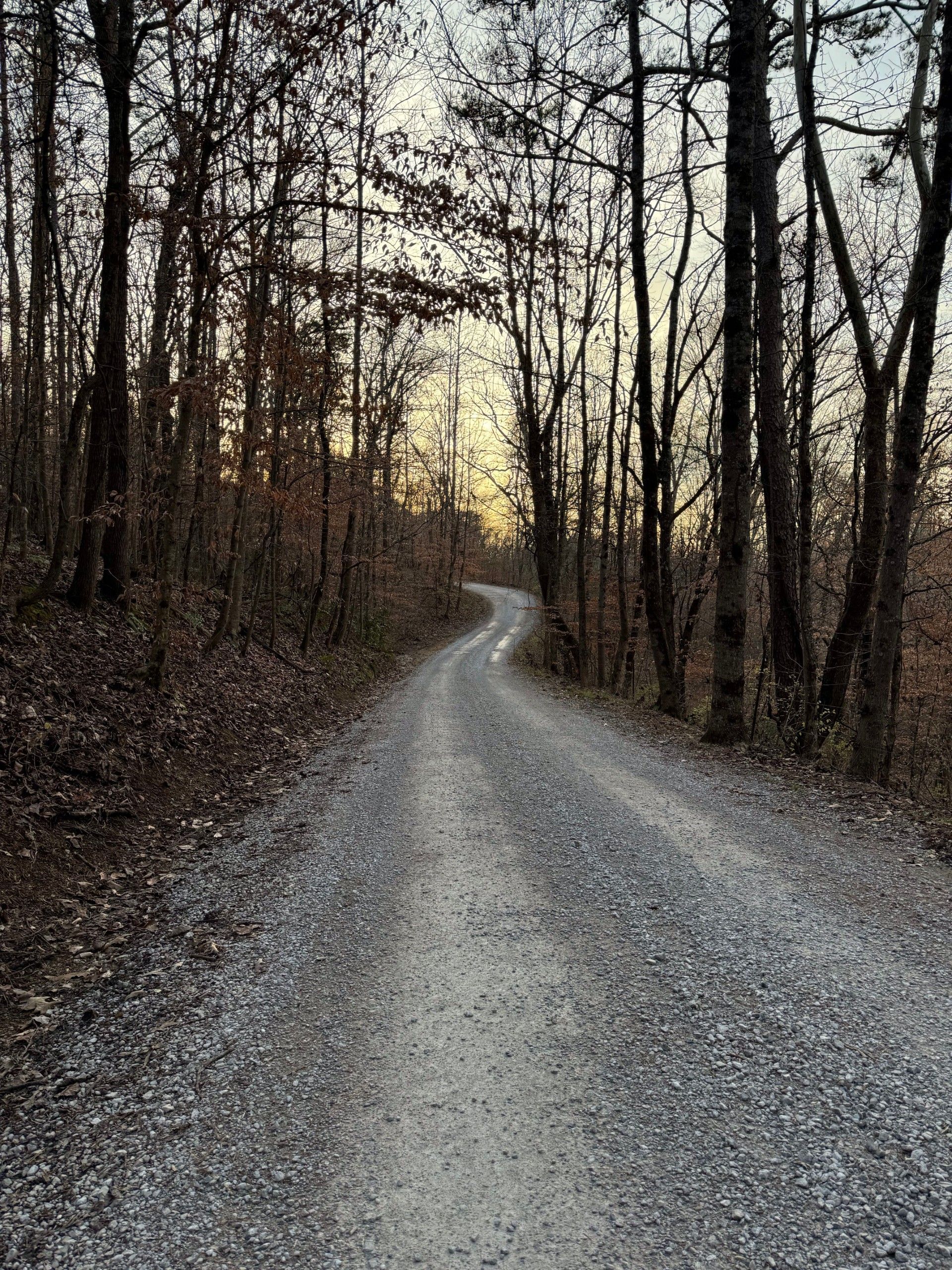 Gravel path winding through leafless trees at sunset