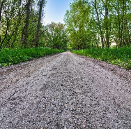 Gravel path through a green forest under a bright sky