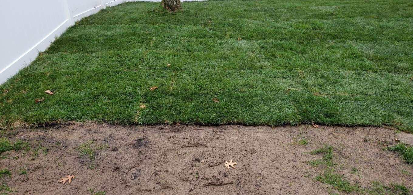 A backyard lawn showing an area of newly installed green sod adjacent to a patch of bare, exposed dirt.