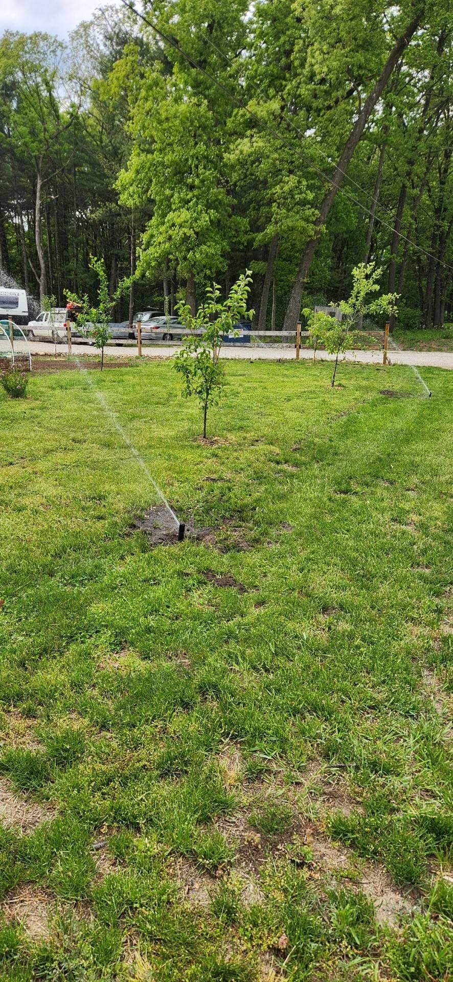 A sprinkler waters several young trees in a green, grassy yard bordered by a line of mature trees.