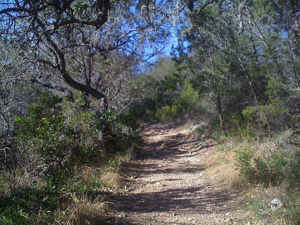 A dirt path in the middle of a forest
