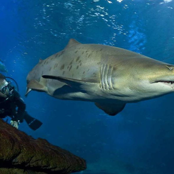 Un tiburón está nadando cerca de un buceador en el océano.