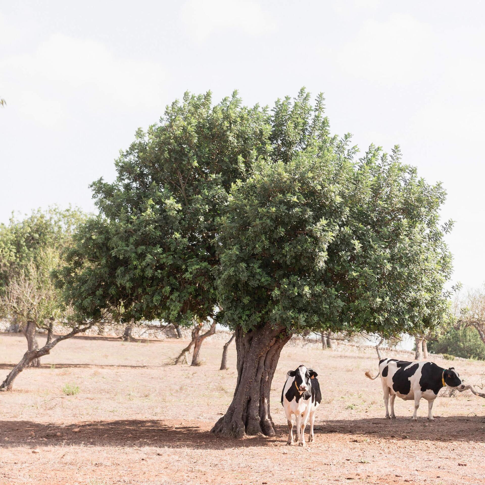 Dos vacas paradas debajo de un árbol en un campo