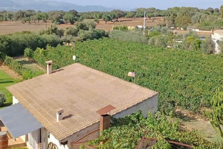 Una vista aérea de una casa en medio de un viñedo.