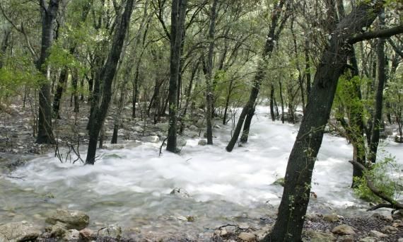 Un río que corre a través de un bosque rodeado de árboles y rocas.